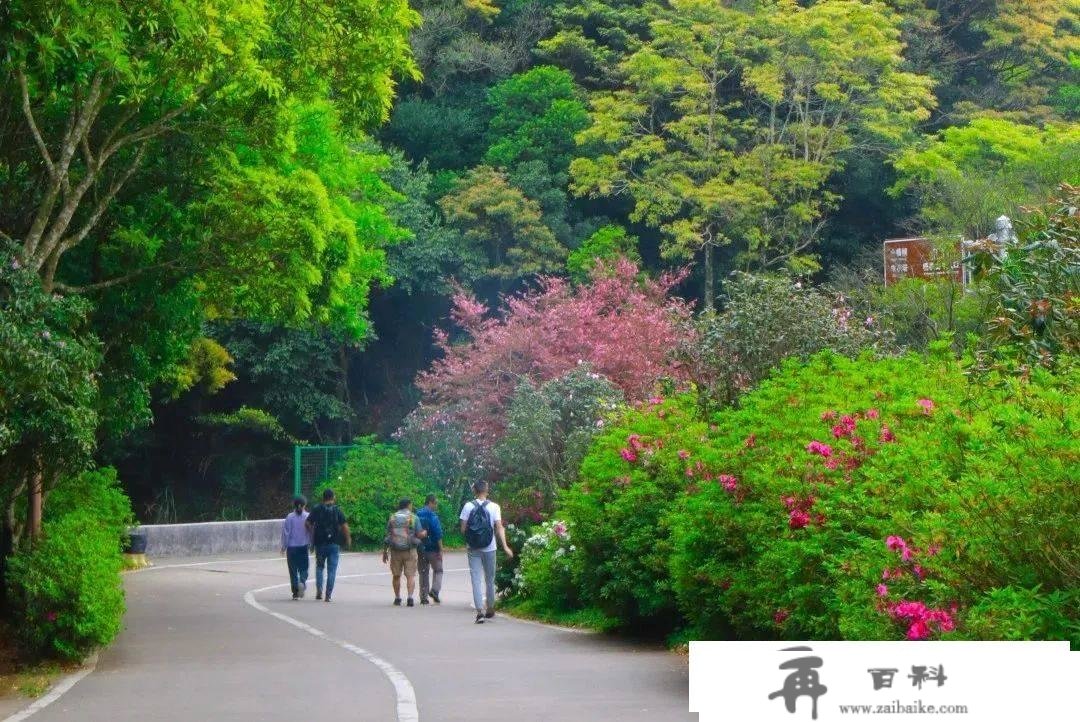 罗湖GO出色 | 花开是春日的来信，来罗湖一路走“花路”吧