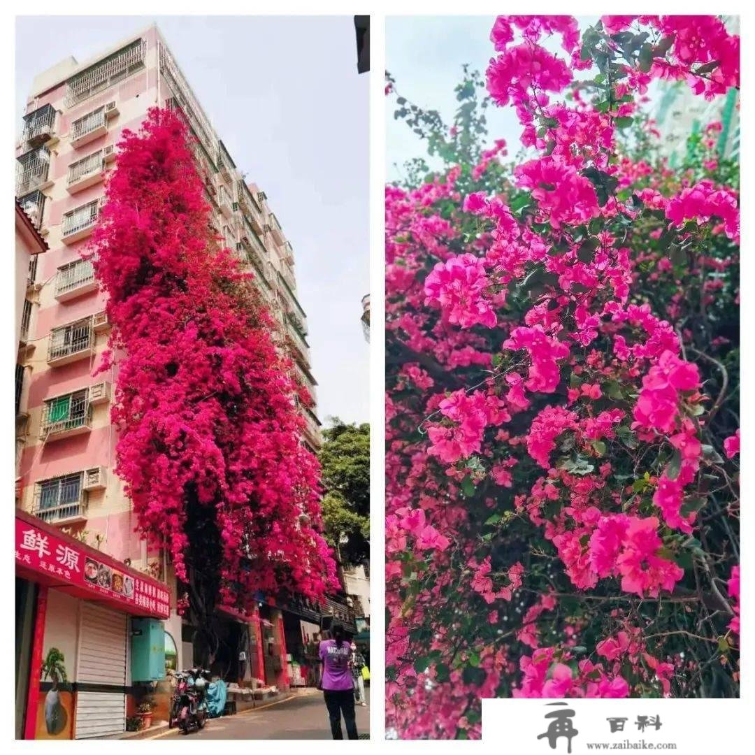 罗湖GO出色 | 花开是春日的来信，来罗湖一路走“花路”吧