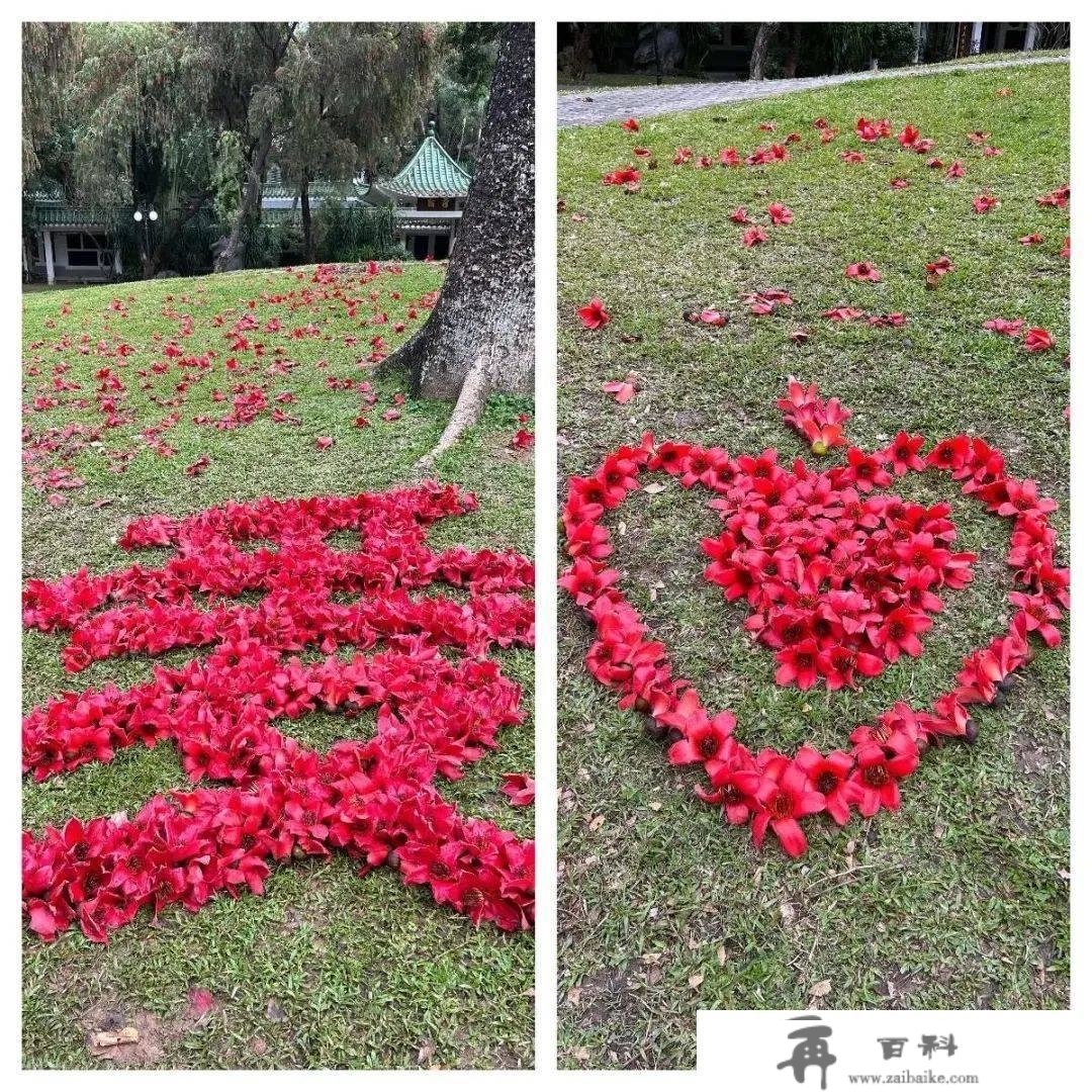 罗湖GO出色 | 花开是春日的来信，来罗湖一路走“花路”吧