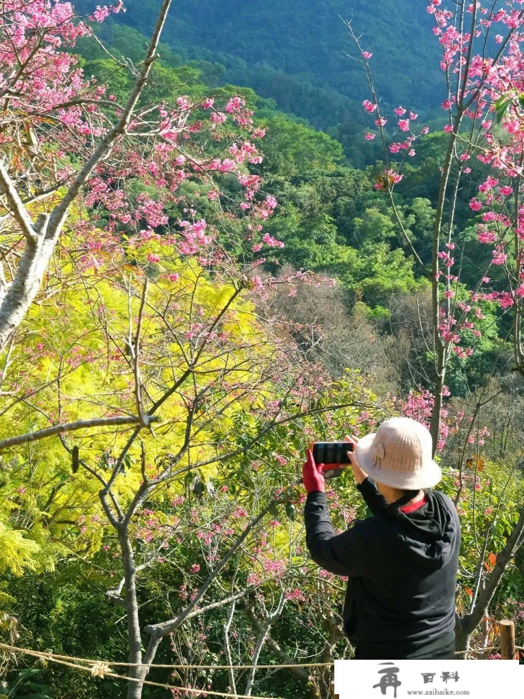 罗湖GO出色 | 花开是春日的来信，来罗湖一路走“花路”吧