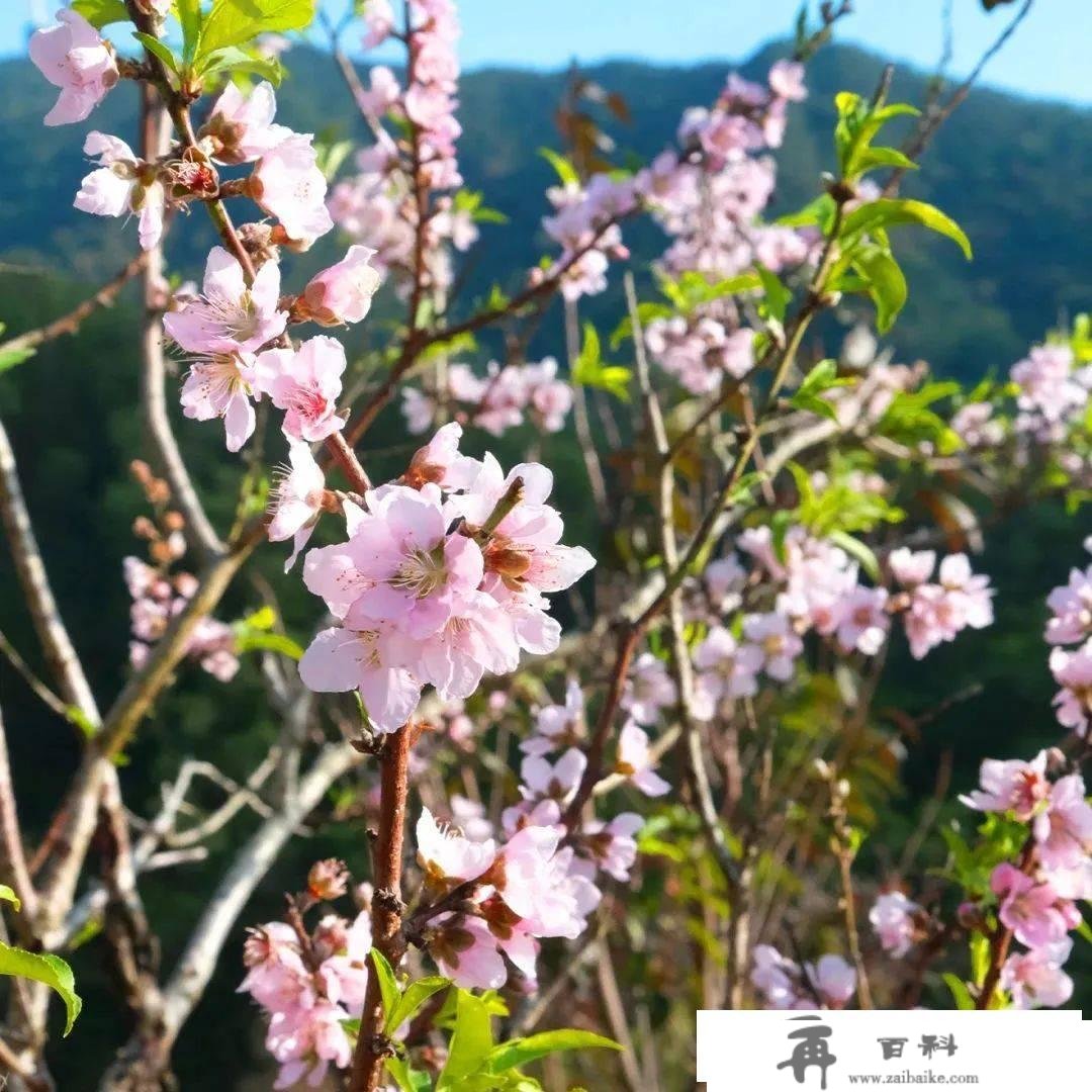 罗湖GO出色 | 花开是春日的来信，来罗湖一路走“花路”吧