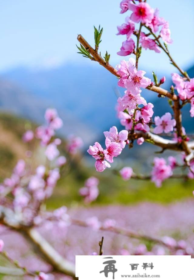 不消去林芝，成都周边也有大片高原花海！