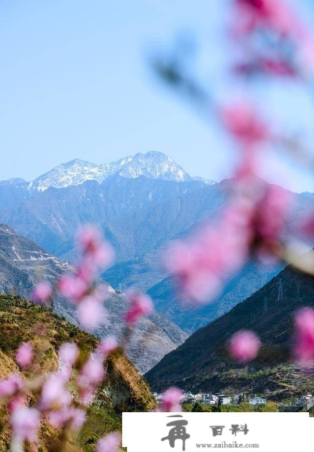 不消去林芝，成都周边也有大片高原花海！