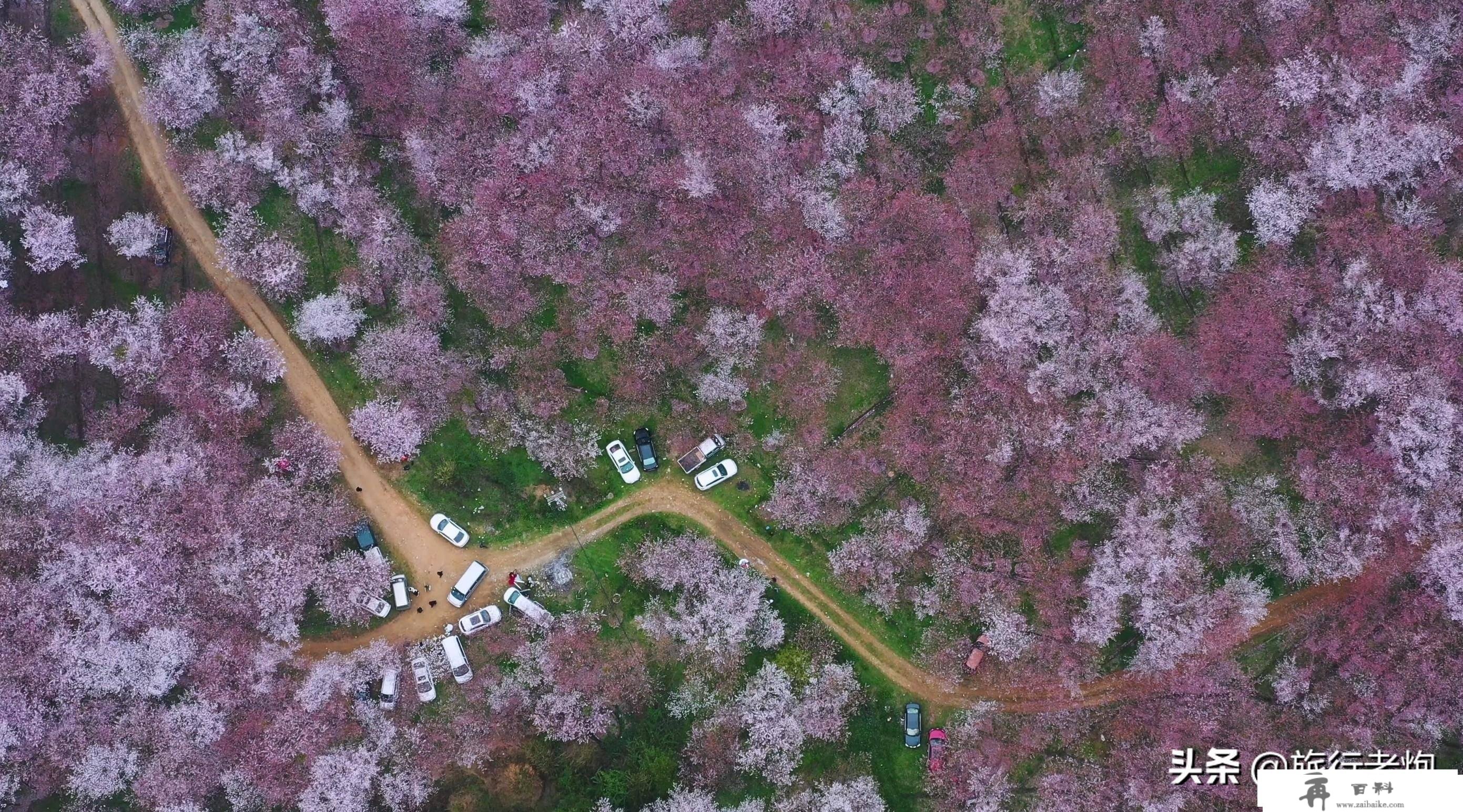 红枫湖自驾赏樱花线路，平坝的樱花开起来后，小寡打卡点就在那里