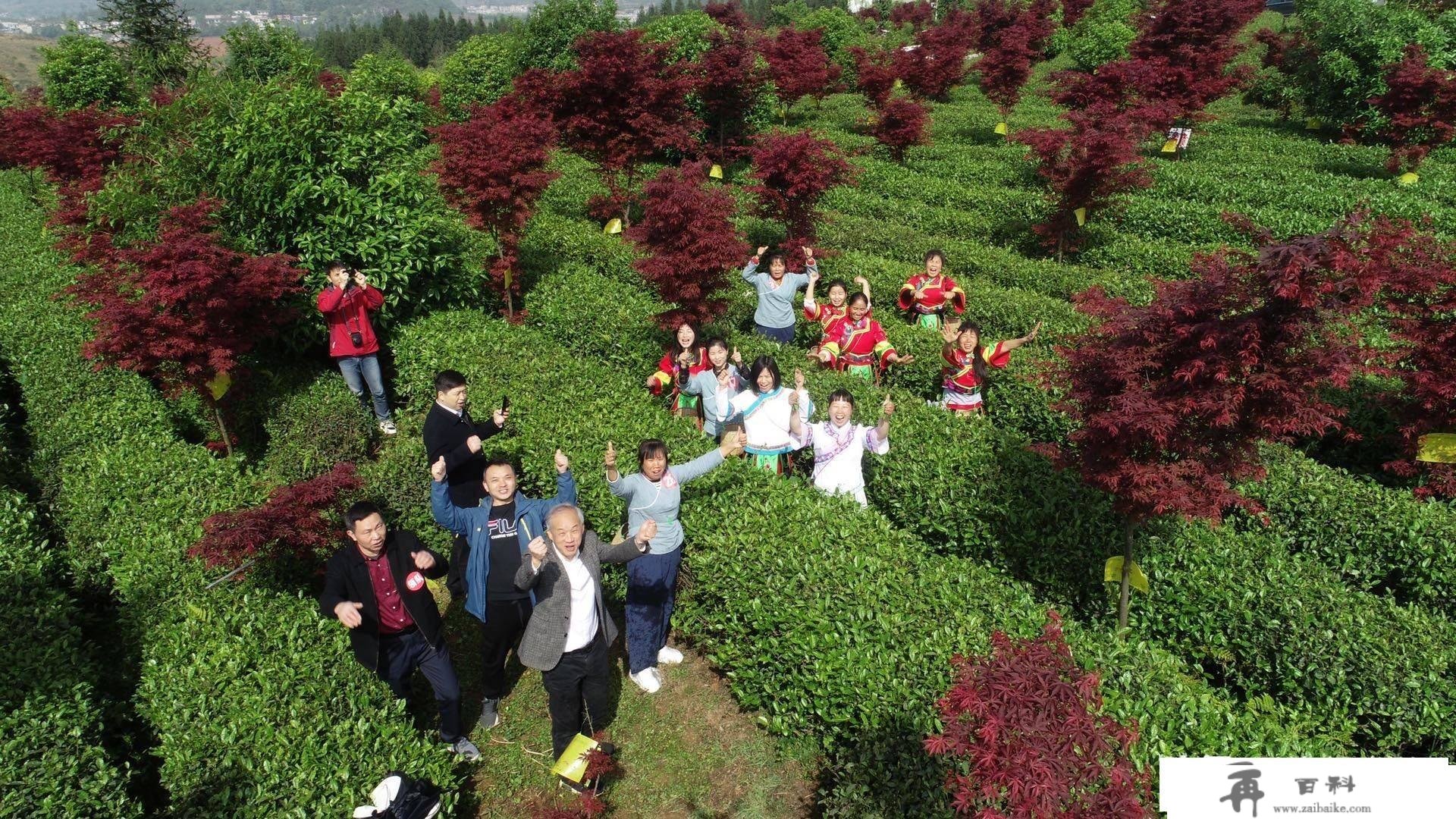 红枫湖自驾赏樱花线路，平坝的樱花开起来后，小寡打卡点就在那里