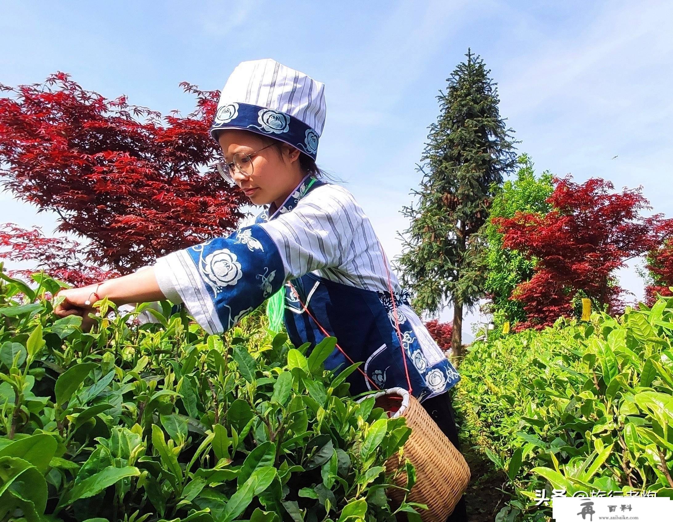 红枫湖自驾赏樱花线路，平坝的樱花开起来后，小寡打卡点就在那里