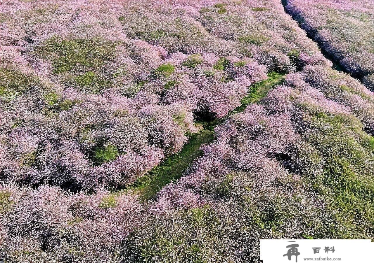 红枫湖自驾赏樱花线路，平坝的樱花开起来后，小寡打卡点就在那里