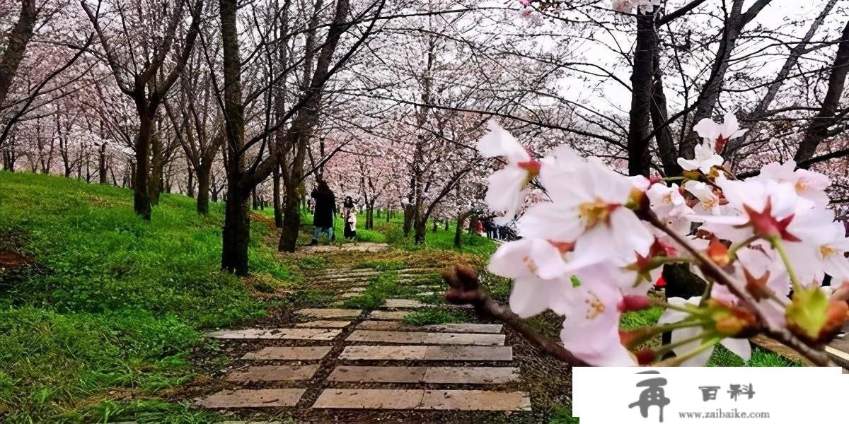 红枫湖自驾赏樱花线路，平坝的樱花开起来后，小寡打卡点就在那里