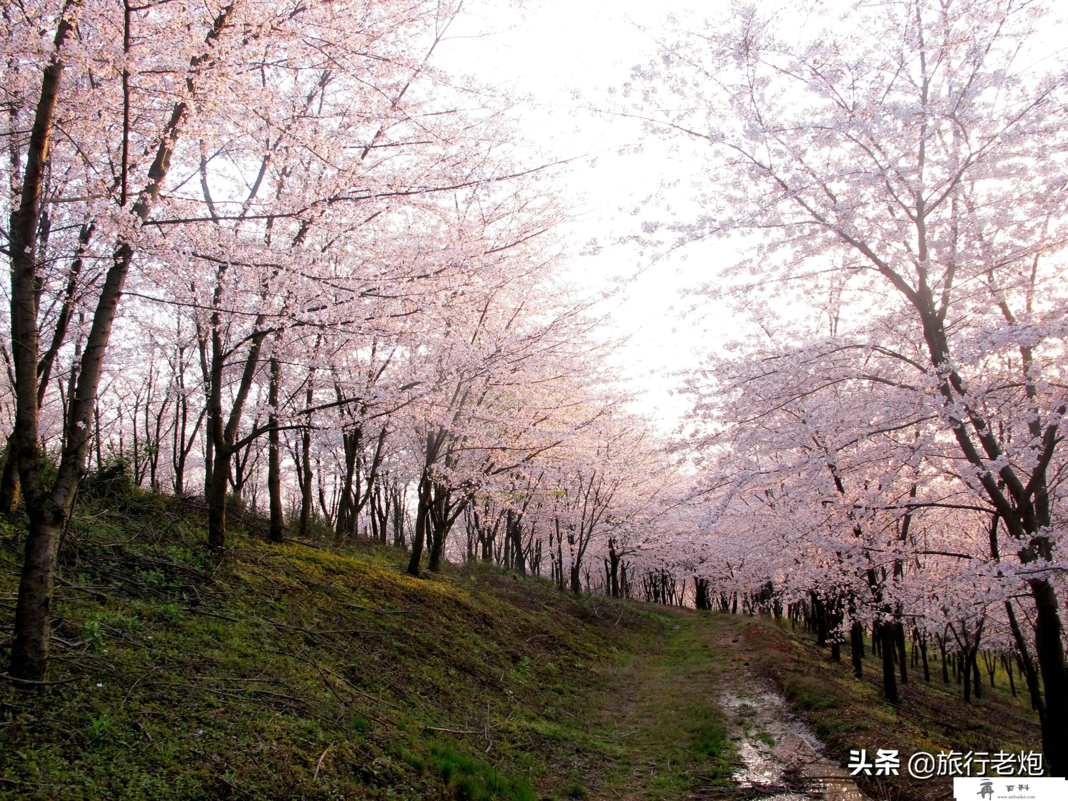 红枫湖自驾赏樱花线路，平坝的樱花开起来后，小寡打卡点就在那里