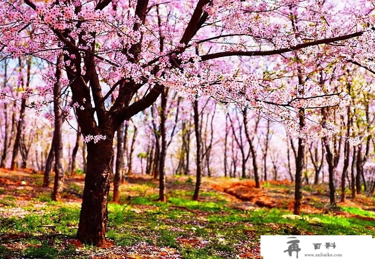 红枫湖自驾赏樱花线路，平坝的樱花开起来后，小寡打卡点就在那里