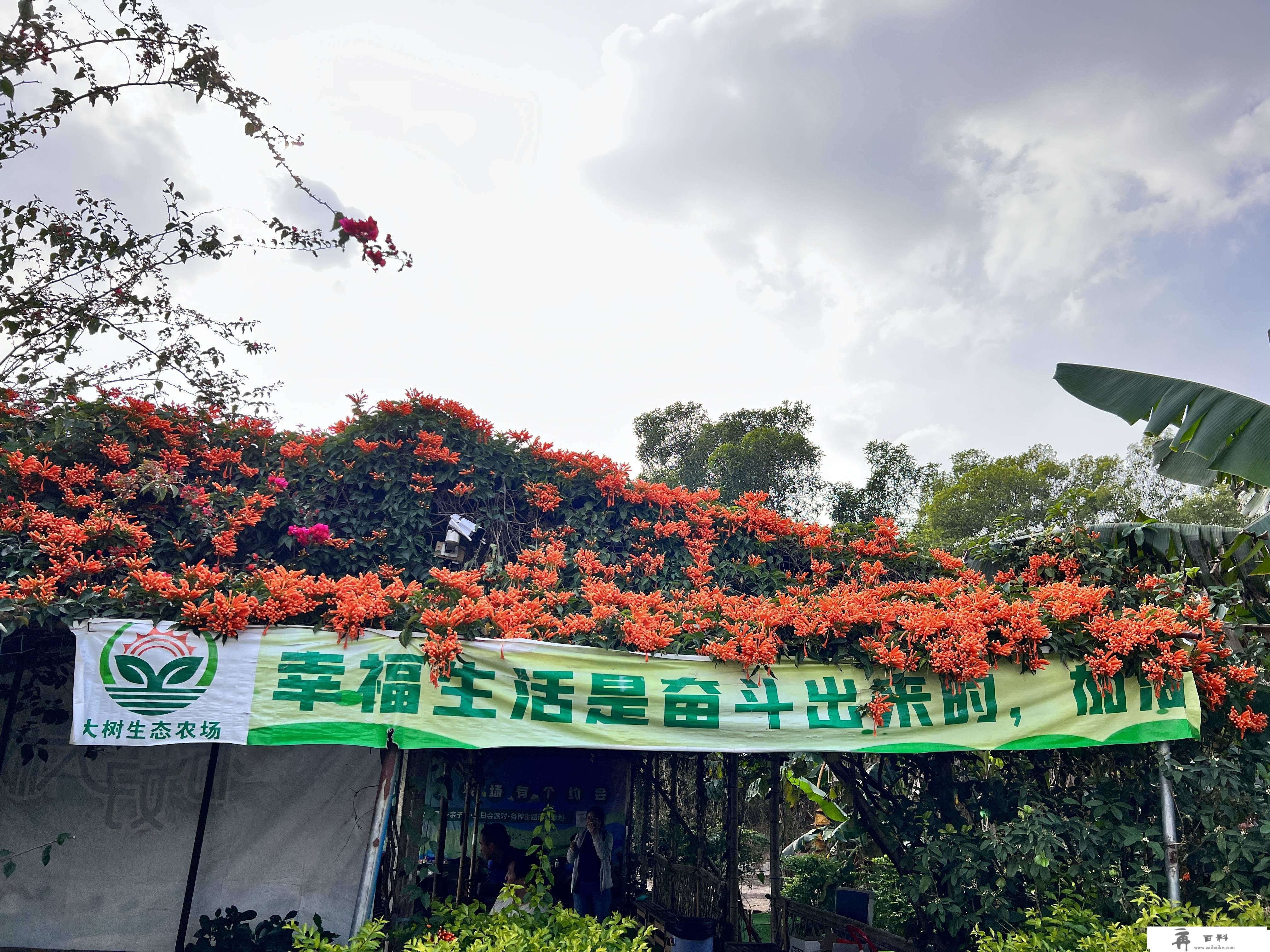 深圳周边公司团建一日游攻略|满分农家乐|好玩的农家乐|有趣亲子游|深圳农家乐