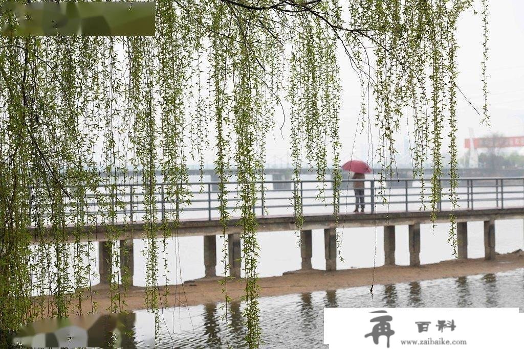 临沂：阳春三月 郯子湖公园雨后烟雾朦胧