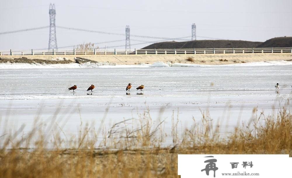 嘉峪关新城草湖湿地公园成留鸟天堂