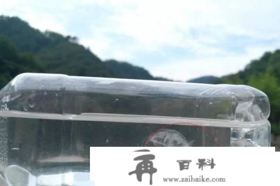 比恐龙还古老！十堰艳湖公园发现极度濒危生物，超美！