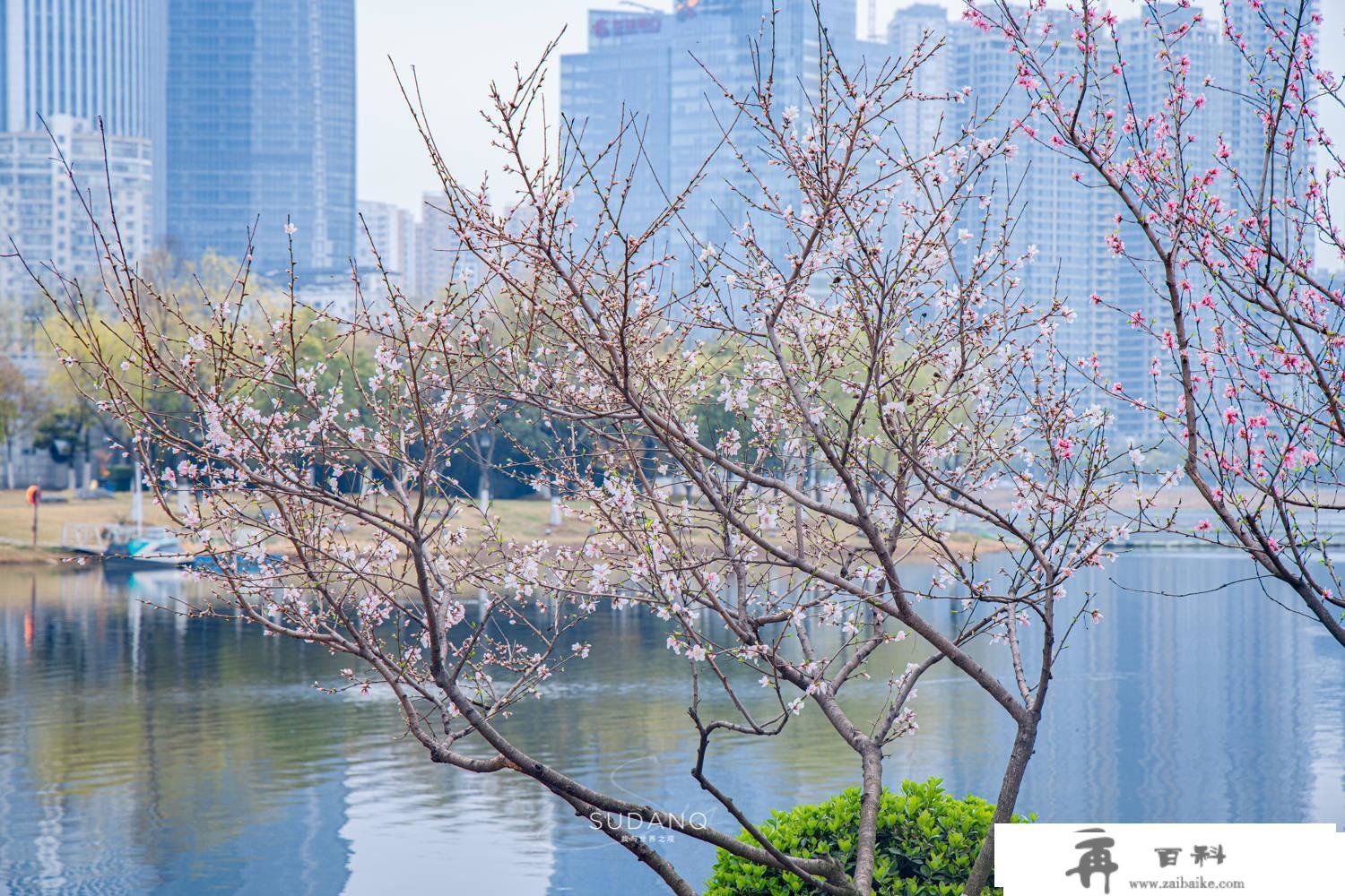 武汉市更大的城中湖湿地公园，竟然不是东湖？曾经的沙湖事实多大