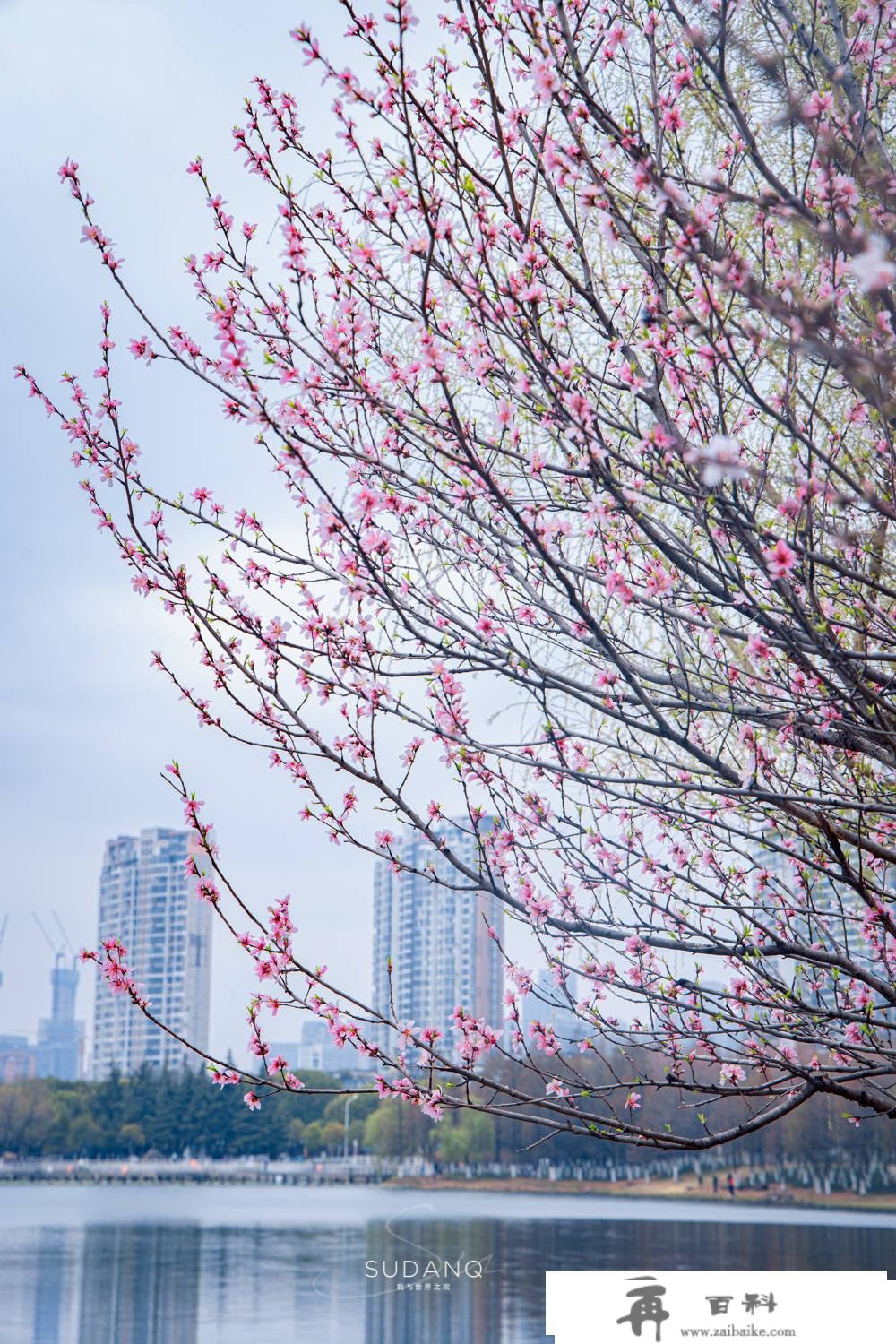 武汉市更大的城中湖湿地公园，竟然不是东湖？曾经的沙湖事实多大