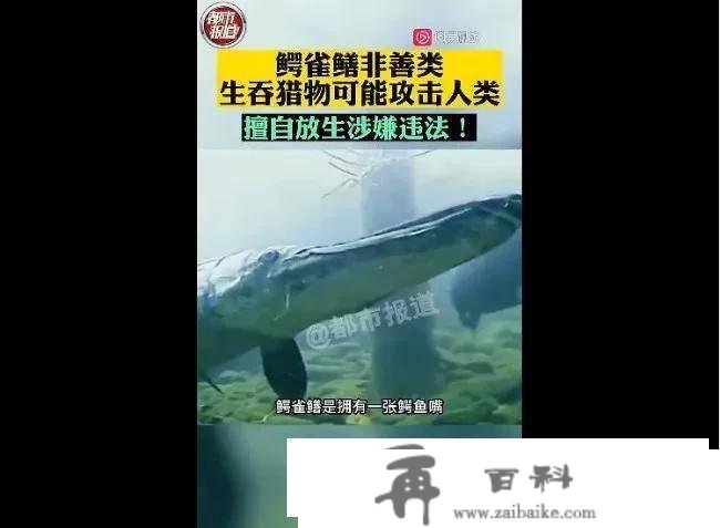 河南公园湖水抽干，浮出“凶猛鳄雀鳝”吓坏世人