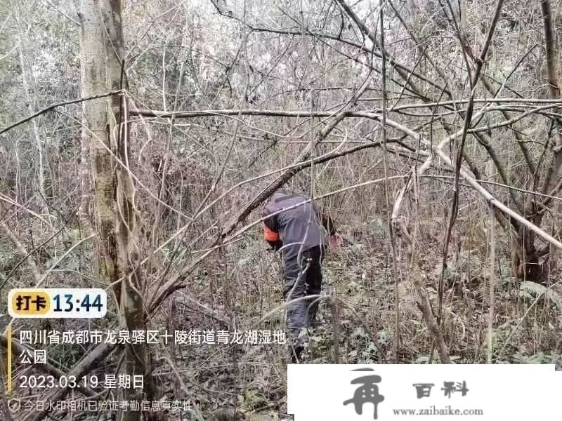 青龙湖有人设陷阱捕鸟？公园办理方：正全面排查，目前暂未发现捕鸟东西