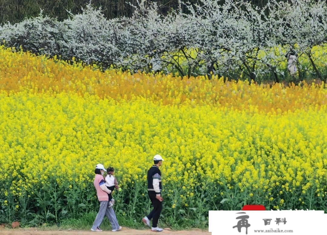 赏花踏青不消远足 成都东安湖公园旁的多彩油菜花海等你打卡︱图集