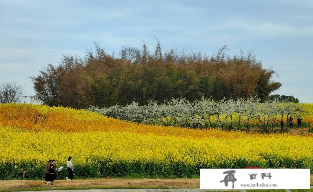 赏花踏青不消远足 成都东安湖公园旁的多彩油菜花海等你打卡︱图集