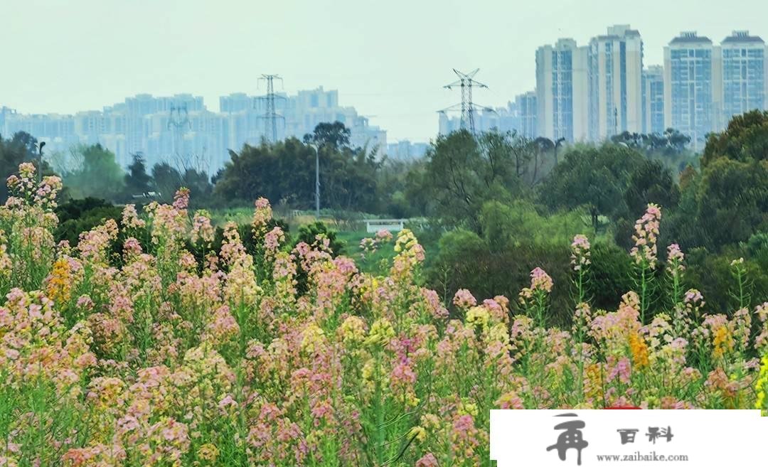 赏花踏青不消远足 成都东安湖公园旁的多彩油菜花海等你打卡︱图集