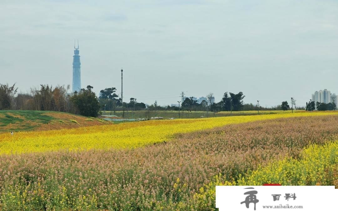 赏花踏青不消远足 成都东安湖公园旁的多彩油菜花海等你打卡︱图集