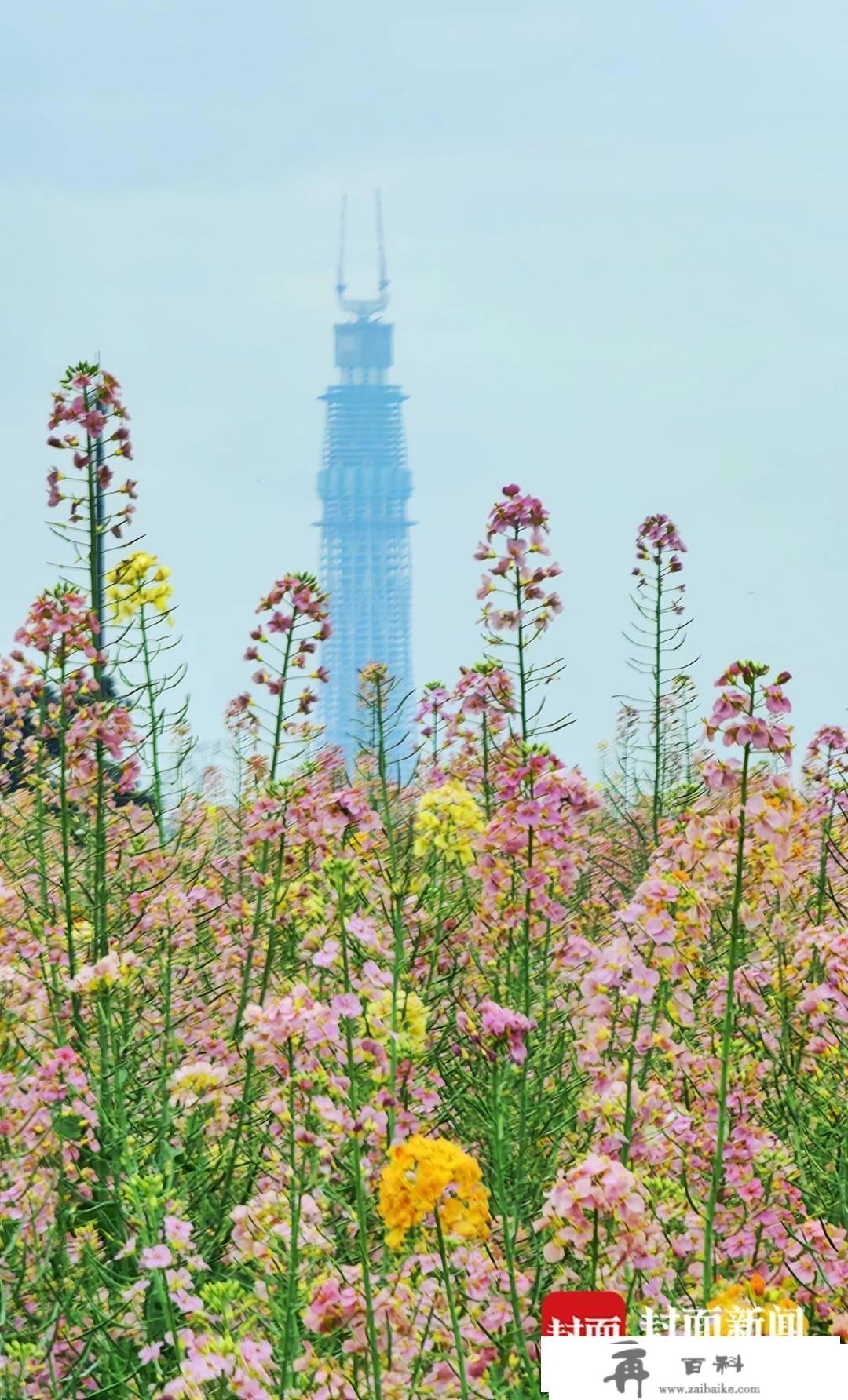 赏花踏青不消远足 成都东安湖公园旁的多彩油菜花海等你打卡︱图集