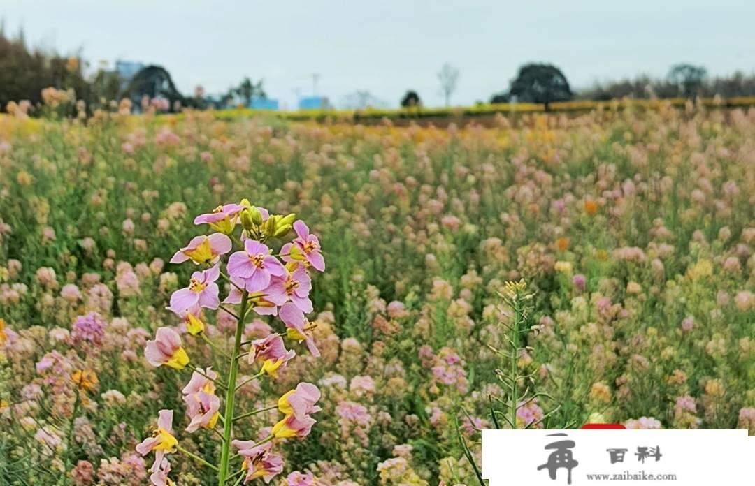 赏花踏青不消远足 成都东安湖公园旁的多彩油菜花海等你打卡︱图集