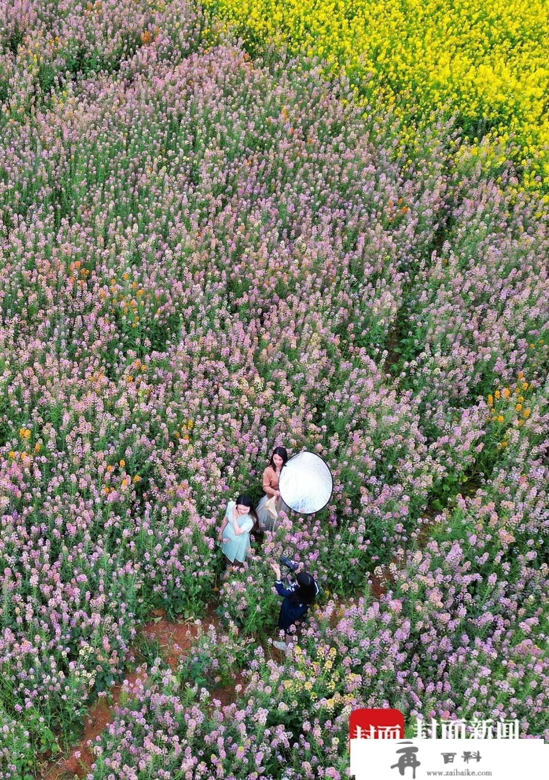 赏花踏青不消远足 成都东安湖公园旁的多彩油菜花海等你打卡︱图集