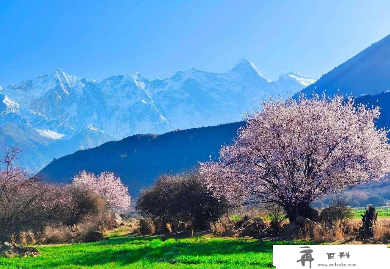 遇间旅游 - 三月必去赏花地「西藏林芝」解锁雪山下的桃花盛景！