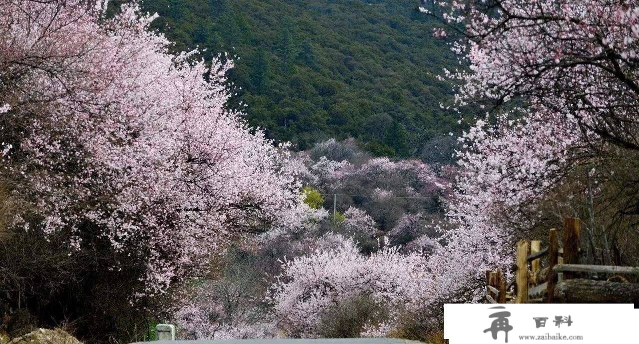 遇间旅游 - 三月必去赏花地「西藏林芝」解锁雪山下的桃花盛景！