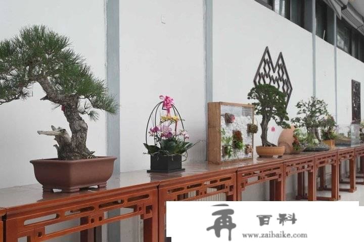 济南全国第一泉光景区迎春花展暨第十届水仙花展小年开幕