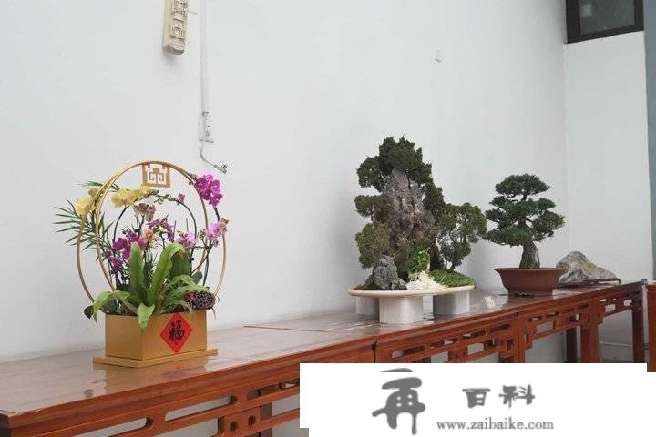 济南全国第一泉光景区迎春花展暨第十届水仙花展小年开幕