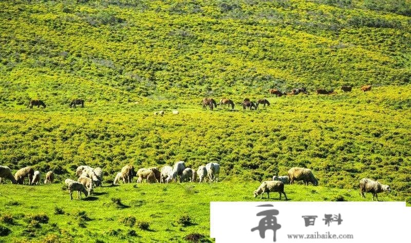 最美公路最美程——临夏州沿太子山旅游大通道