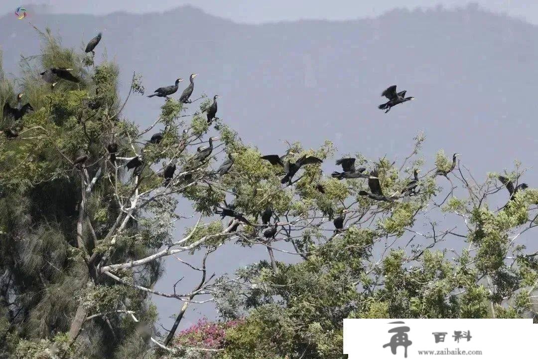 摆设！春节遛完好“趣”处→