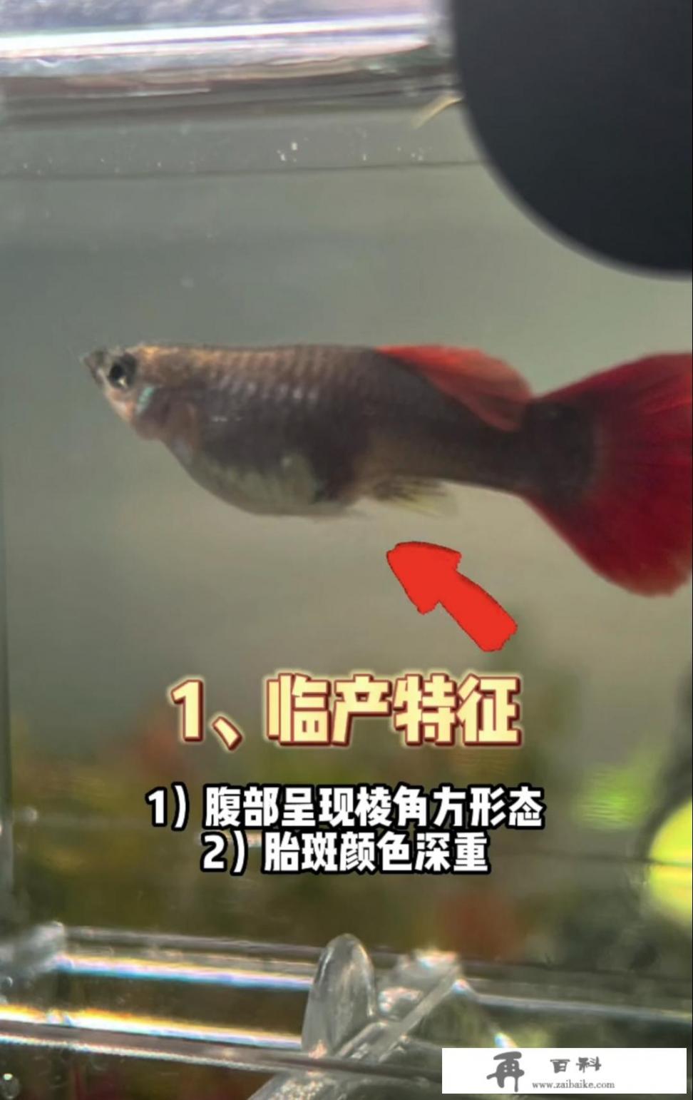 孔雀鱼繁育详尽步骤与方法？