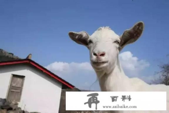 有什么动物养殖特别是养羊的好的APP推举？动物旅游软件