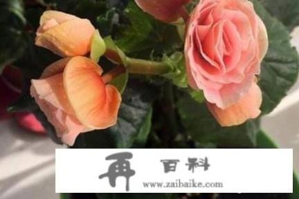 花盆里生了很多会跳的小虫怎么办