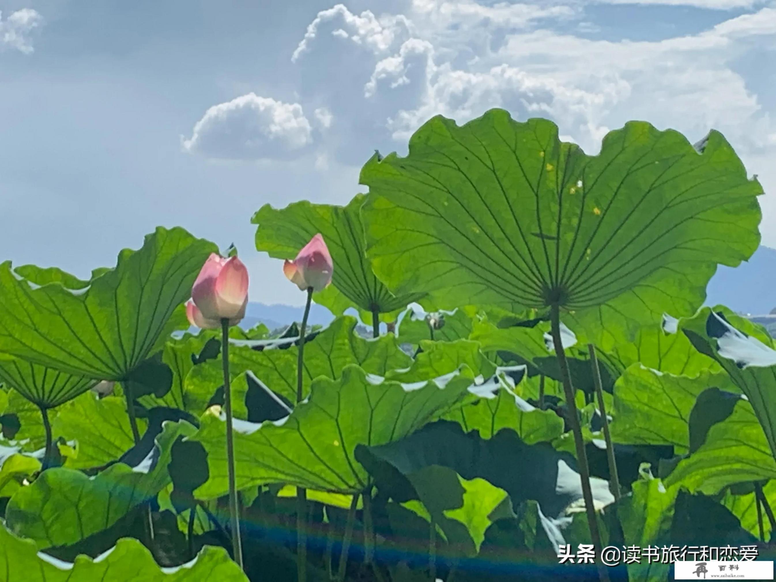 感觉近几年来到杭州西湖旅游的人每天都那么多，西湖到底有什么特别令人留恋的呢