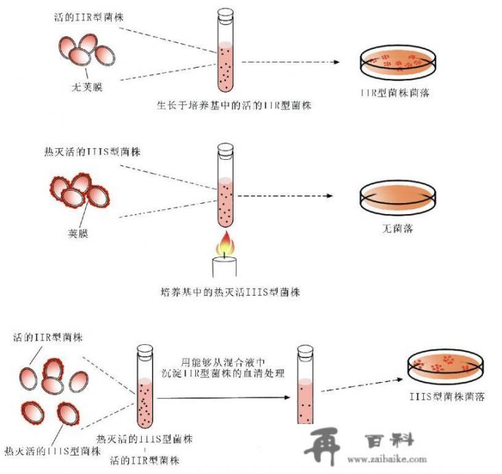 转基因的发明者是谁