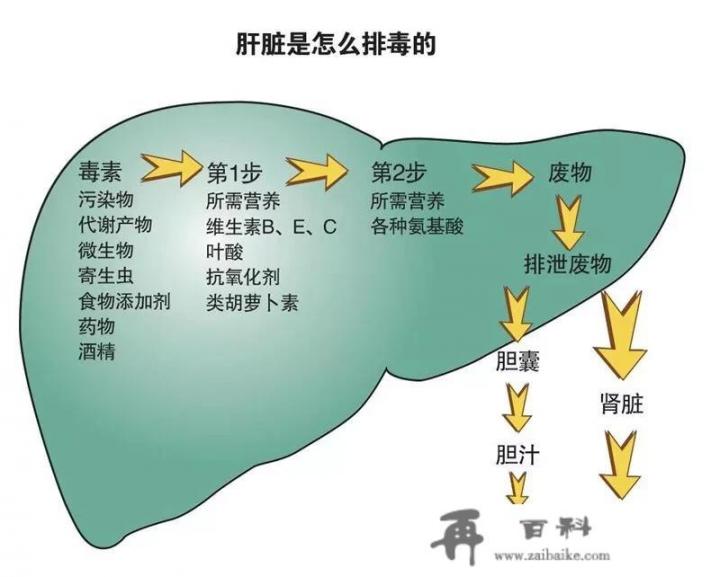 肝脏保健饮食有哪些