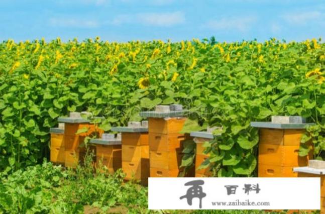 对蜜蜂如何规范化管理？官方对养中蜂的规模数量标准是多少群
