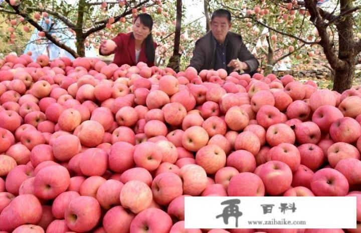 今年库存的红富士苹果价格会怎样