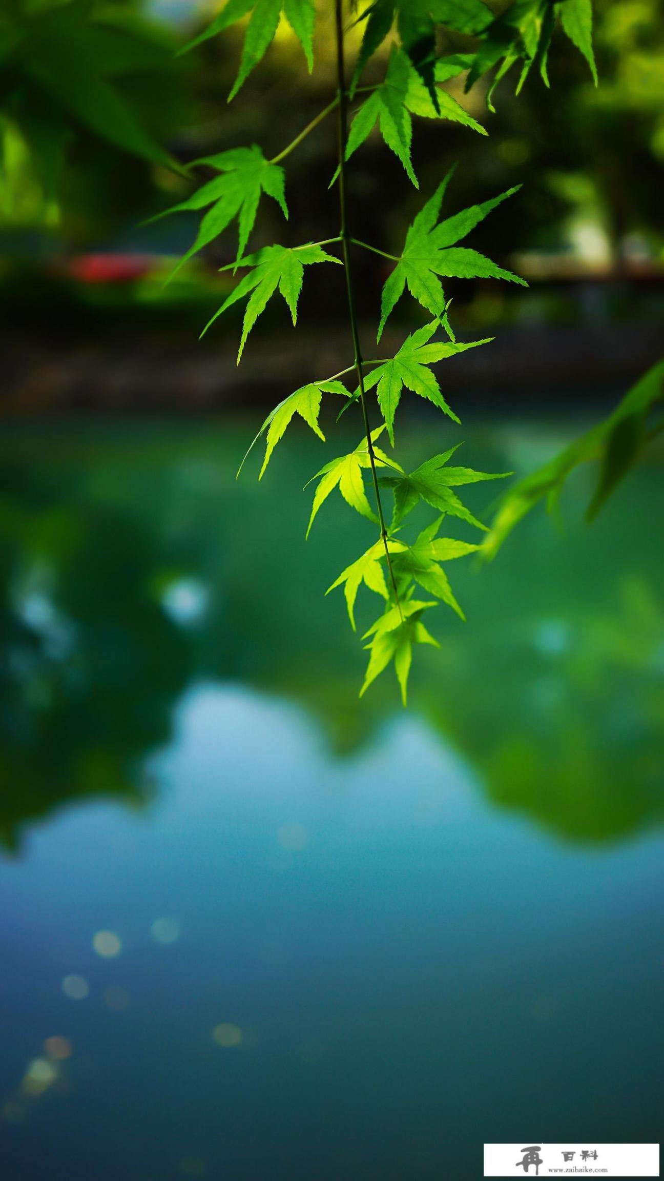 清明节为什么那么多人出去玩，这难道不是一个伤心的节日吗