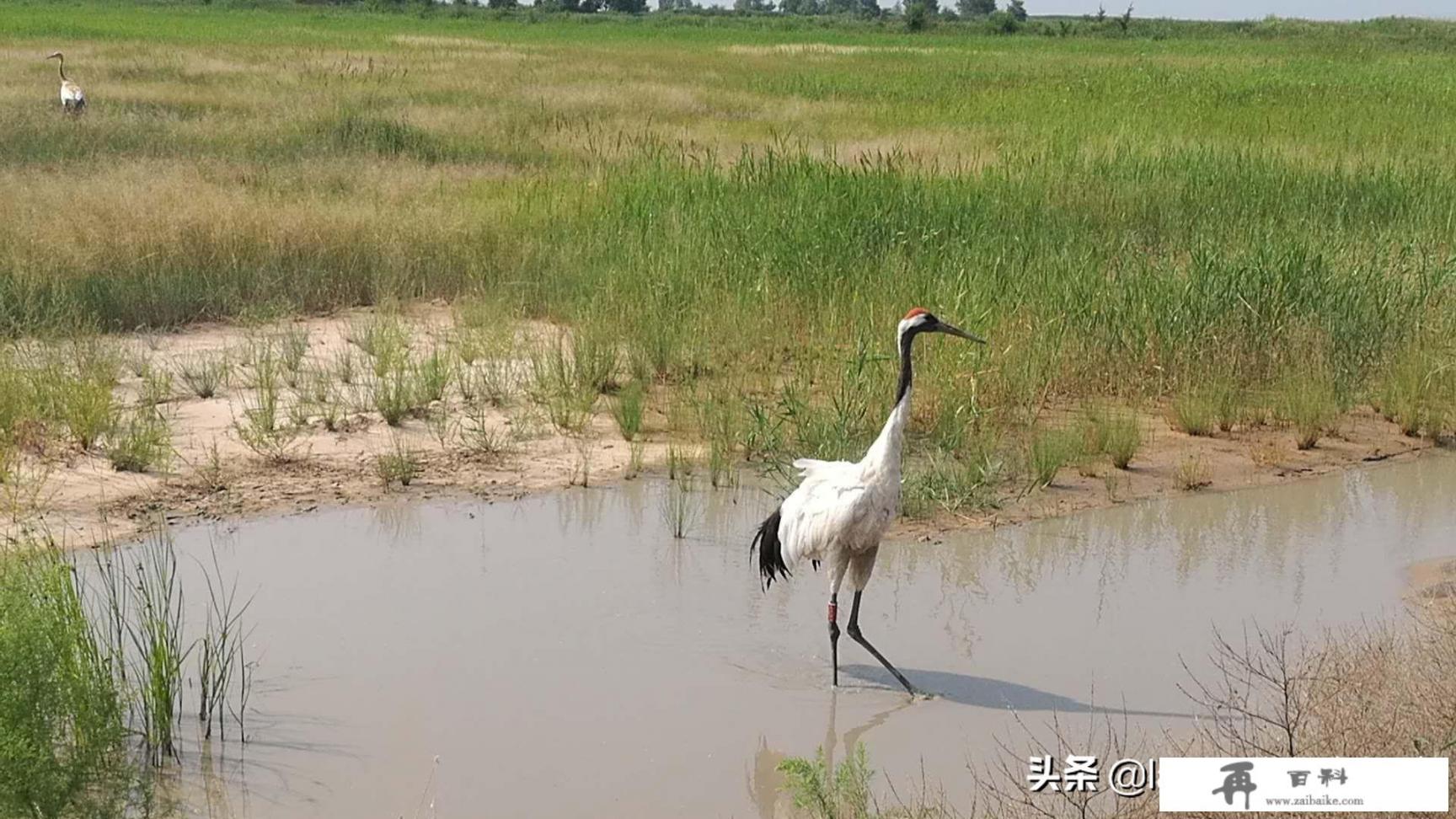 从吉林长春出发，自驾游到呼伦贝尔大草原，沿途有哪些路线、景点_大庆万达悦橙信用卡