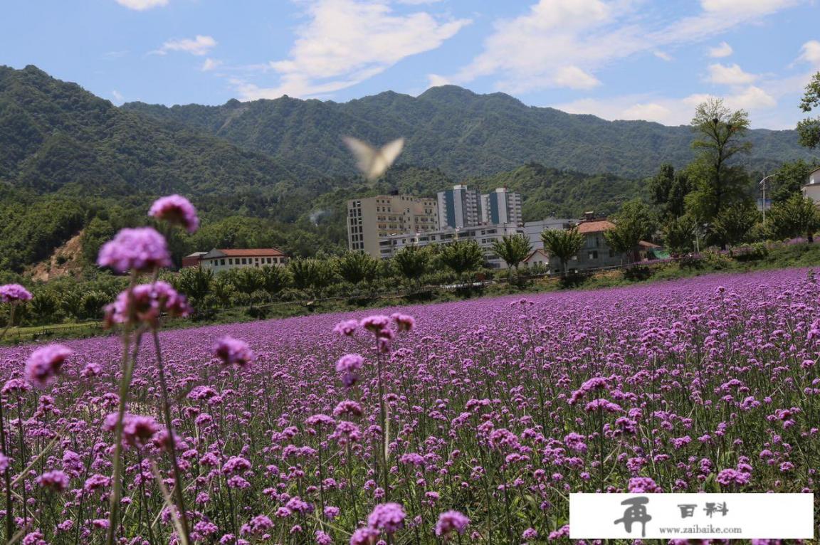 留坝好玩吗_汉中留坝花海在哪里？收门票吗？有什么值得看的风景