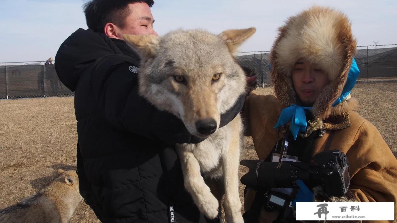 为什么有些旅游景点的老虎可以让人抚摸不会攻击人，例如泰国的清迈虎园_长白山有哪些猛兽？如果独自一人在长白山遭遇猛兽应该怎么办