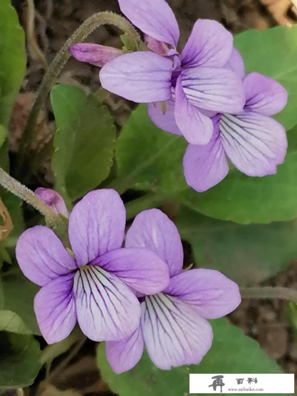 水映花面花映水，柳延河堤河延柳！推敲一下：延和沿哪个更好_你去过漯河最美丽的地方是哪里