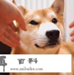 比熊犬怎么养最好看_比熊换新环境后，出现不排便是正常情况吗