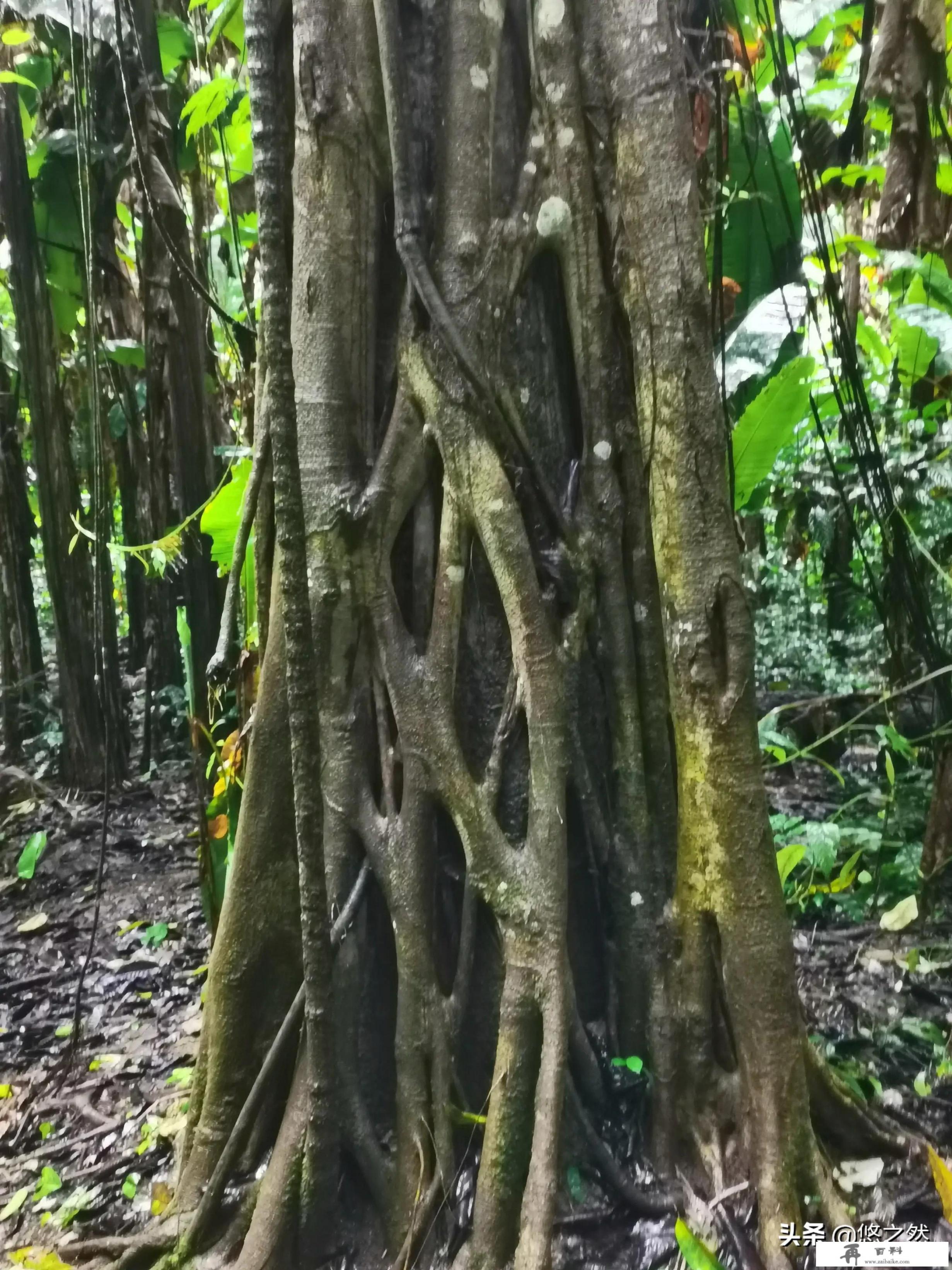 来西双版纳旅游，有哪些旅游景点值得推荐_西双版纳旅游必不可错过的体验有哪些